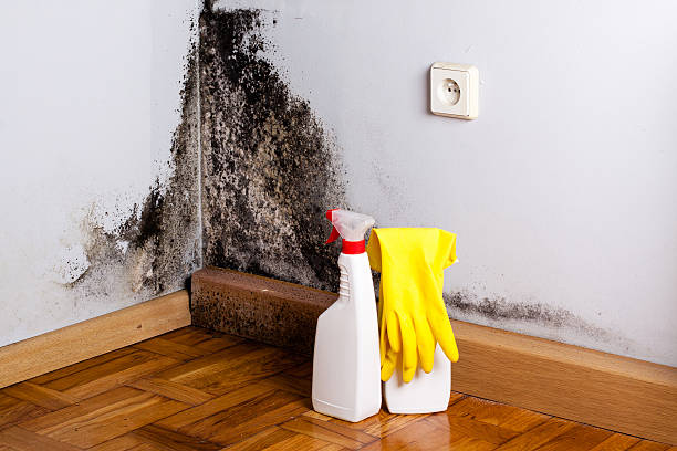 Home Mold Removal in Holiday City South, NJ