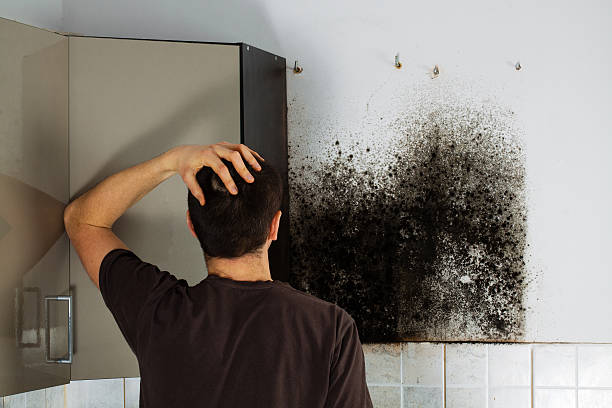 Holiday City South, NJ Mold Removal Company